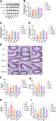 Zhilong Huoxue Tongyu Capsules' Effects on ischemic stroke: An assessment using fecal 16S rRNA gene sequencing and untargeted serum metabolomics